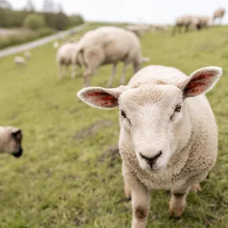 Seaside 49 3 N Schillig